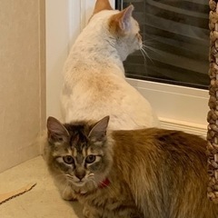 この子で保護猫最後になると思います　元気いっぱいイケメン男の子❣️  − 北海道