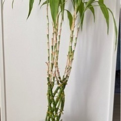 観葉植物  富貴竹