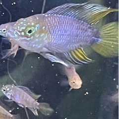 2cm〜アピストグラマボレリーオパール