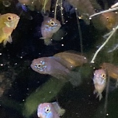 2cm〜アピストグラマボレリーオパールの画像