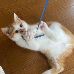 里親さん決定しました‼️生後4ヶ月オス、白茶ハチワレ(関係各所へ...