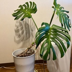 モンステラ　9号鉢 高さ92cmの画像