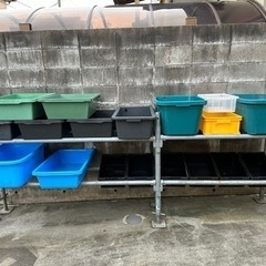 メダカ繁殖