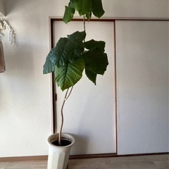 【ウンベラータ】