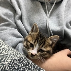 ★里親募集★  子猫