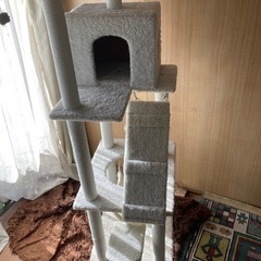 キャットタワー早い者勝ちの画像
