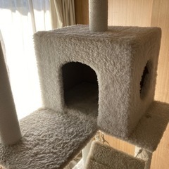 キャットタワー早い者勝ちの画像