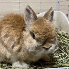 （お話し中）ネザーランドドワーフ