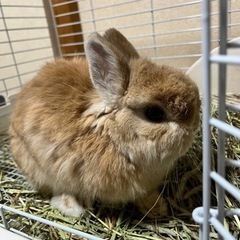 （お話し中）ネザーランドドワーフ - 春日部市