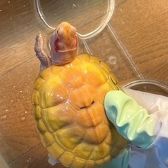 アルビノアカミミガメ　条件あり