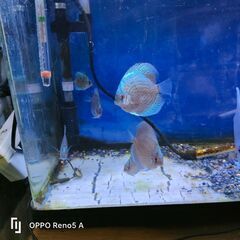 ディスカス幼魚
