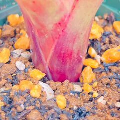 【着生植物】タンクブロメリア "ネオレゲリア・ファイヤーボール"（2.5号スリット鉢付き）の画像