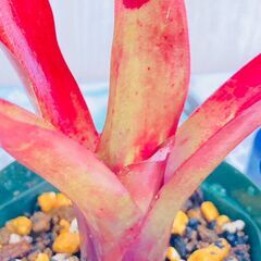 【着生植物】タンクブロメリア "ネオレゲリア・ファイヤーボール"（2.5号スリット鉢付き）の画像