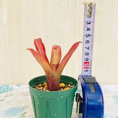 【着生植物】タンクブロメリア "ネオレゲリア・ファイヤーボール"（2.5号スリット鉢付き）の画像