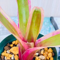 【着生植物】タンクブロメリア "ネオレゲリア・ファイヤーボール　バリエガータ"（2.5号スリット鉢付き）の画像