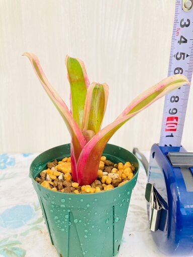 着生植物】タンクブロメリア 着生植物】タンクブロメリア