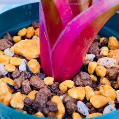 【着生植物】タンクブロメリア "ネオレゲリア・ファイヤーボール　バリエガータ"（2.5号スリット鉢付き）の画像
