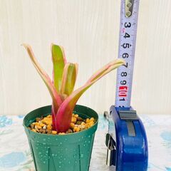 【着生植物】タンクブロメリア "ネオレゲリア・ファイヤーボール　バリエガータ"（2.5号スリット鉢付き）の画像