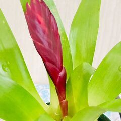 【着生植物】フリーシア "クリスティアーナ"（3号スリット鉢付き）の画像