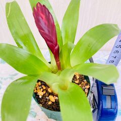 【着生植物】フリーシア "クリスティアーナ"（3号スリット鉢付き）の画像