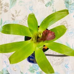 【着生植物】フリーシア "クリスティアーナ"（3号スリット鉢付き）の画像