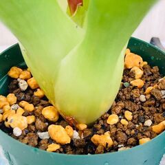 【着生植物】フリーシア "クリスティアーナ"（3号スリット鉢付き）の画像