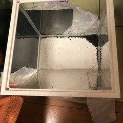 gex 金魚元気　250