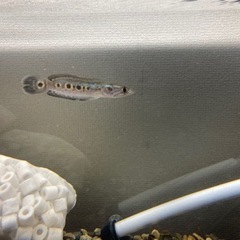 熱帯魚　引き取り限定
