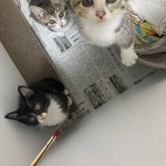 3匹兄妹の子猫③ 譲渡先が決まりました。