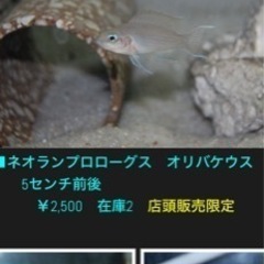 アフリカンシクリッド　ドイツ便個体♂