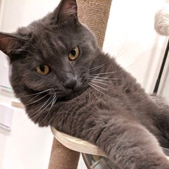 ロシアンブルー風毛並みがきれいな猫さんです♪
