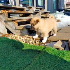 【ドン】♂ 保護犬 1ヶ月半位 保護犬 里親募集