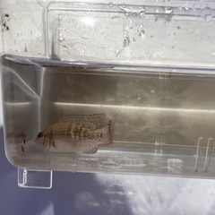レッドジュエルフィッシュ　2匹　熱帯魚の画像