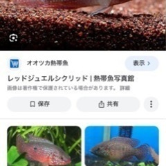 レッドジュエルフィッシュ　2匹　熱帯魚の画像