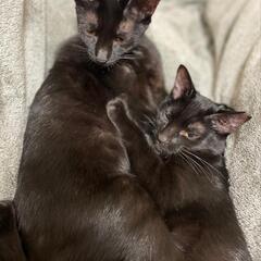 決定【保護猫の里親募集】黒猫姉妹の中猫　メス