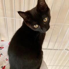 決定【保護猫の里親募集】チョルちゃん　黒猫メス