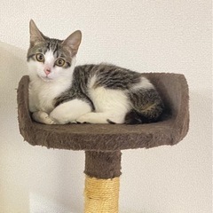 元気いっぱい子猫 生後4ヶ月半くらい - 猫