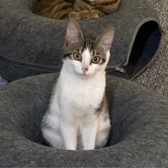 元気いっぱい子猫 生後4ヶ月半くらい − 福岡県