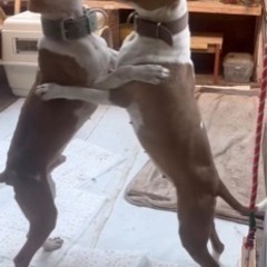 里親募集中
