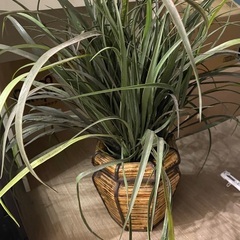 観葉植物