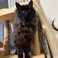 兄妹猫の里親募集　トライアル中の為一旦停止します。