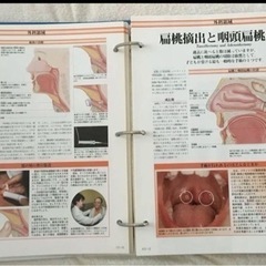 デアゴスティーニ　ヒューマンボディの画像