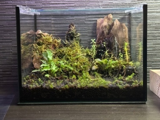 パルダリウム　水草と付属品
