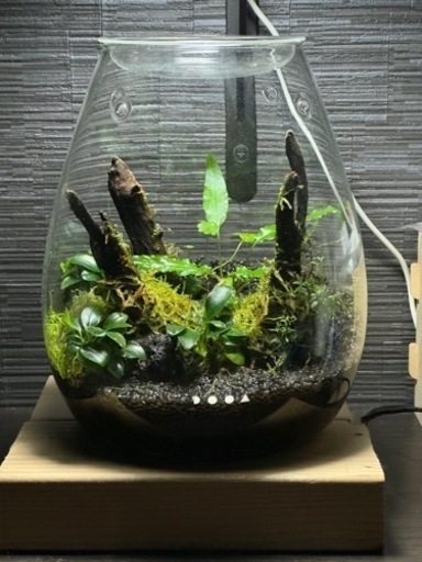 パルダリウム　水草と付属品