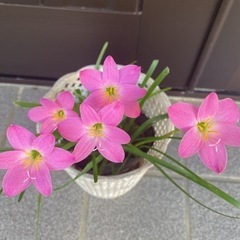 ゼフィランサス(レインリリー)球根１０個の画像