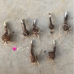 ゼフィランサス(レインリリー)球根１０個の画像