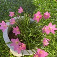 ゼフィランサス(レインリリー)球根１０個の画像