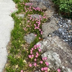 ゼフィランサス(レインリリー)球根１０個の画像