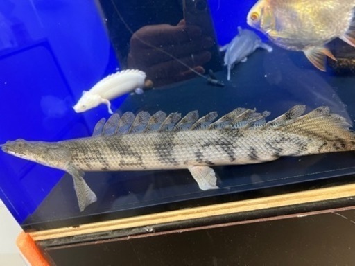 ポリプテルスエンドリケリーロングフィン約30cm