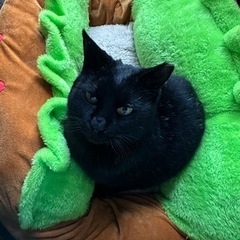 迷い猫届出済み（飼い主不在を確認済み）